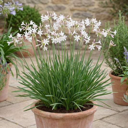 White Society Garlic
