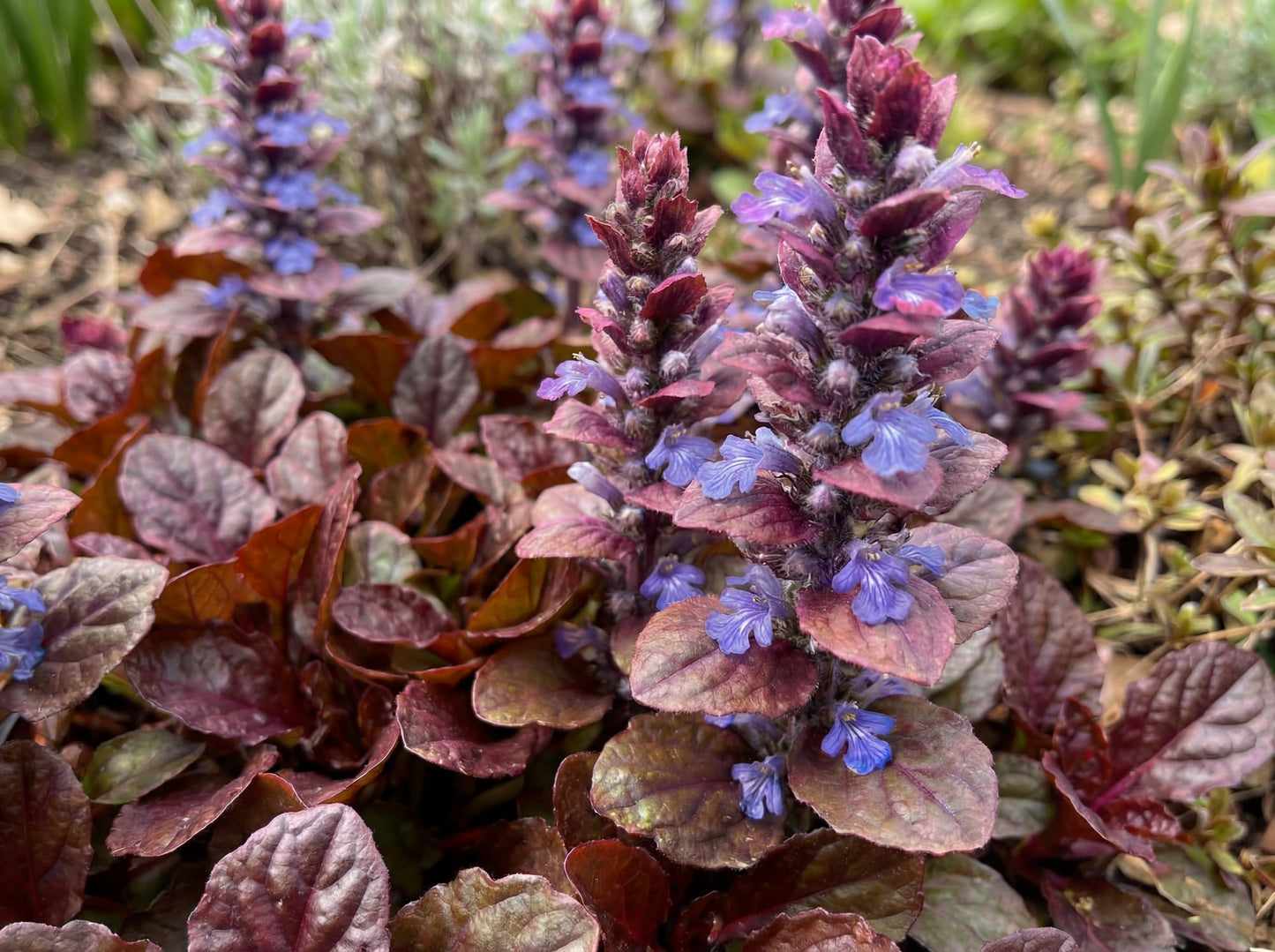Mahogany Ajuga