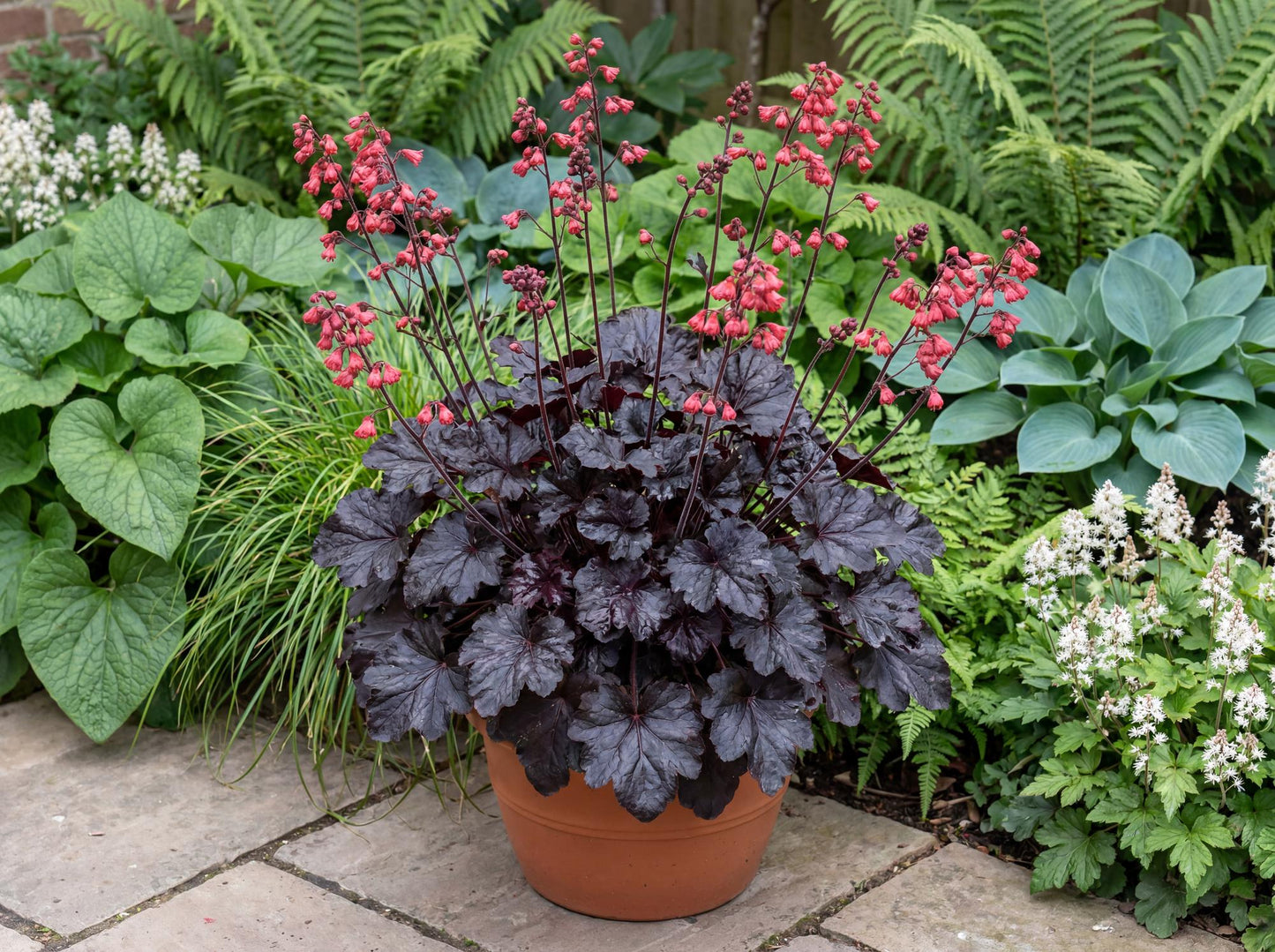 Black Forest Cake Heuchera