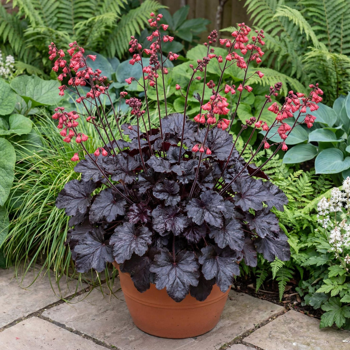 Black Forest Cake Heuchera