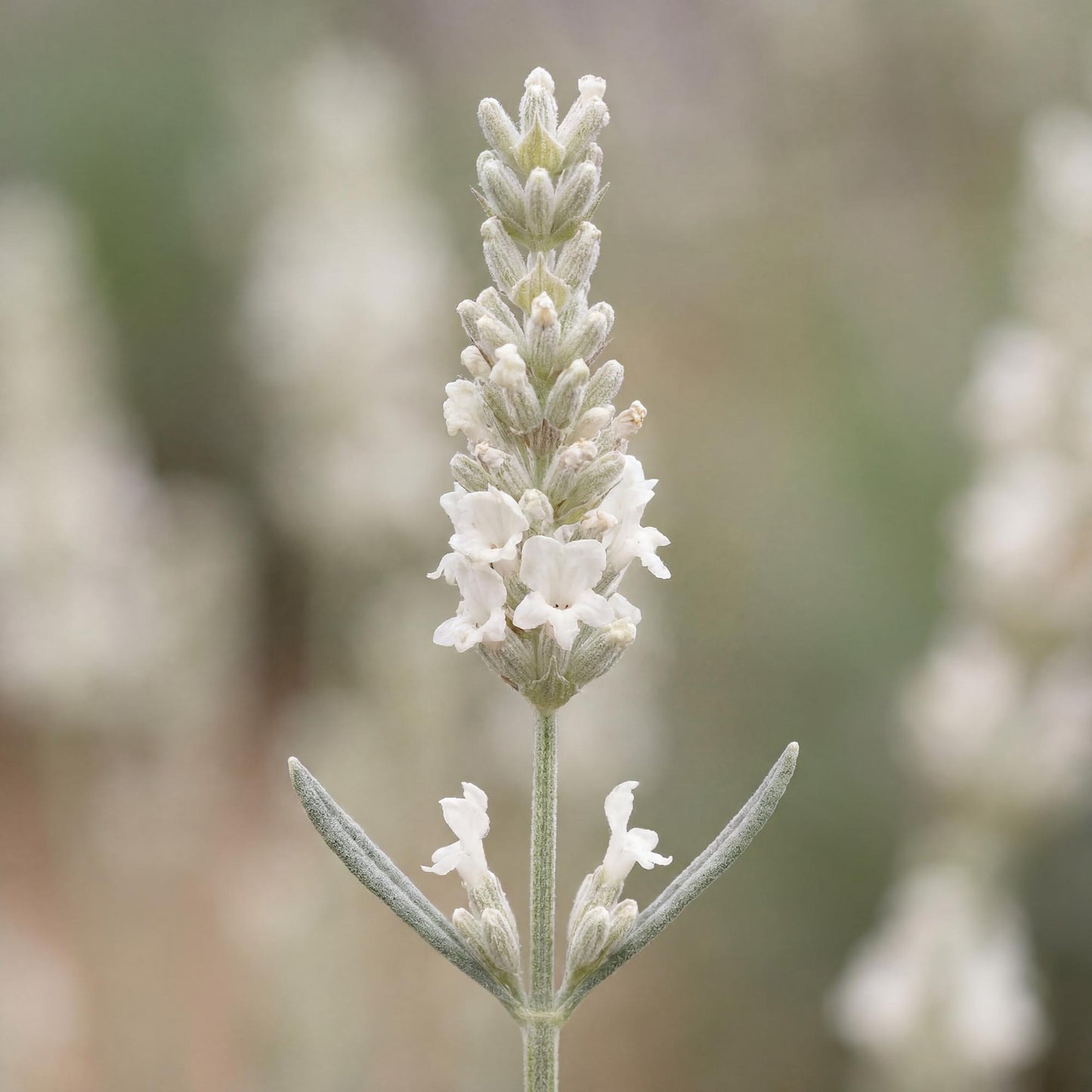 Alba White Floral Lavender