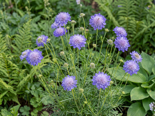 Butterfly Blue Pincushion Flower