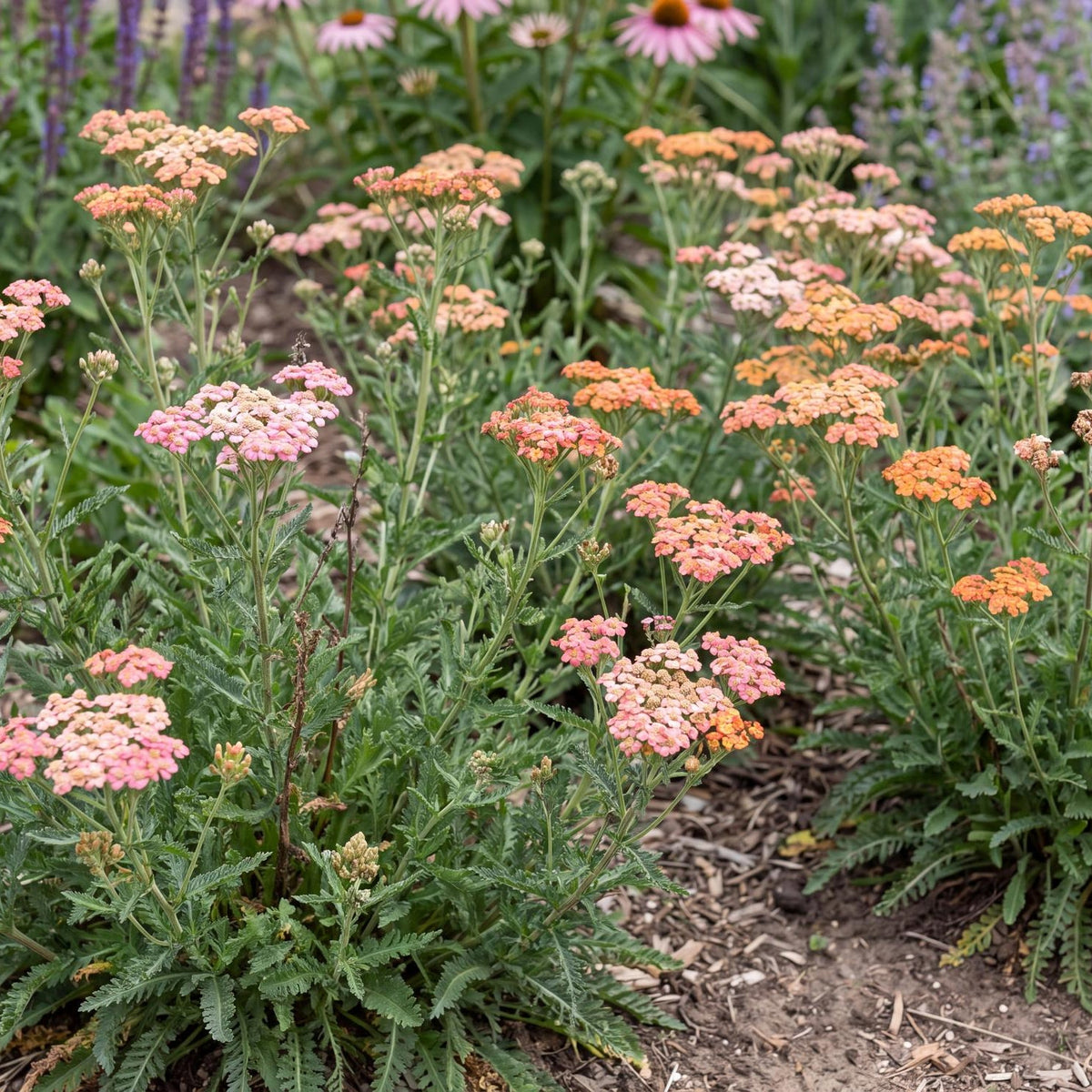 Apricot Delight Tutti Frutti Yarrow