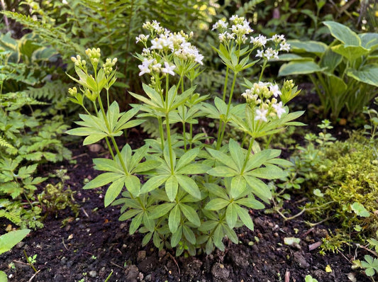Sweet Woodruff
