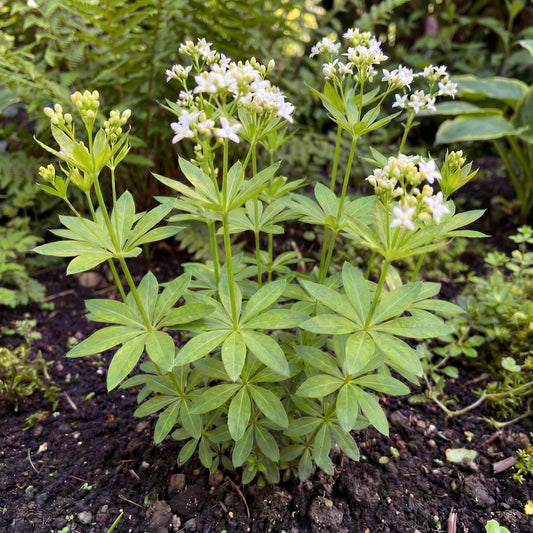 Sweet Woodruff