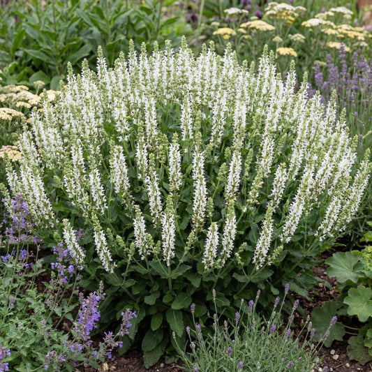 Bumblesnow Salvia