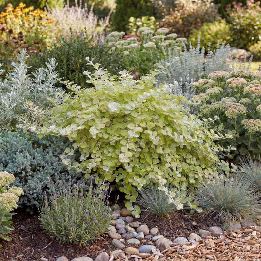 Limelight Licorice Plant