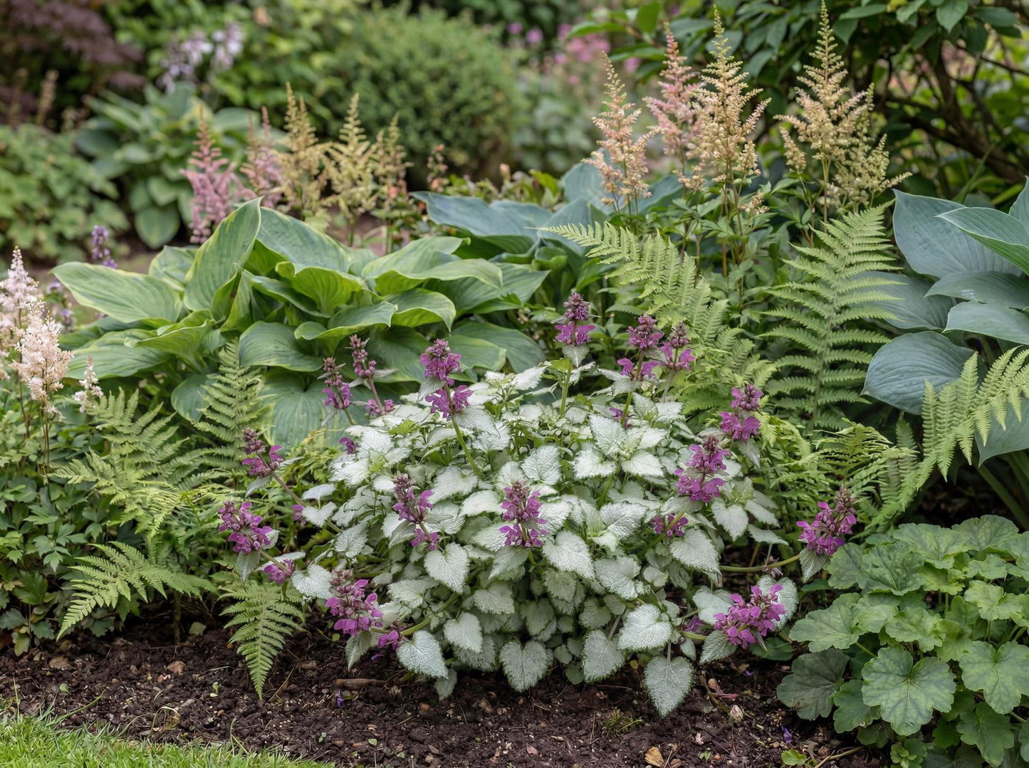 Purple Dragon Lamium