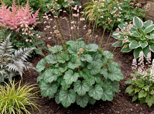 Emerald Queen Heuchera