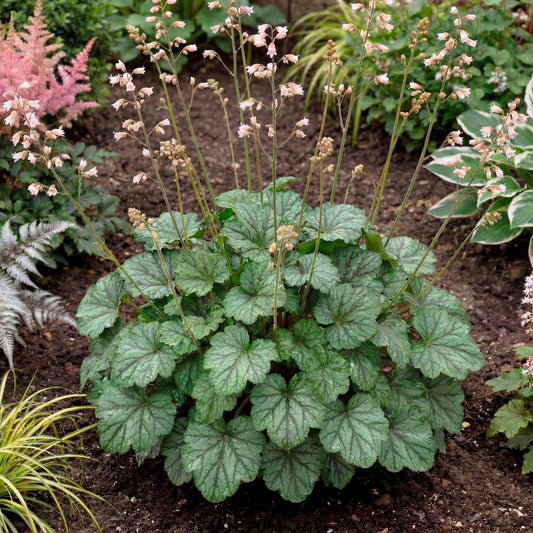 Emerald Queen Heuchera