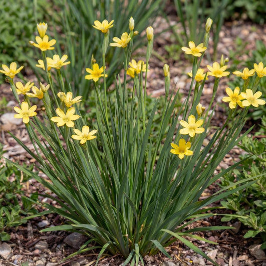 Yellow Eyed Grass