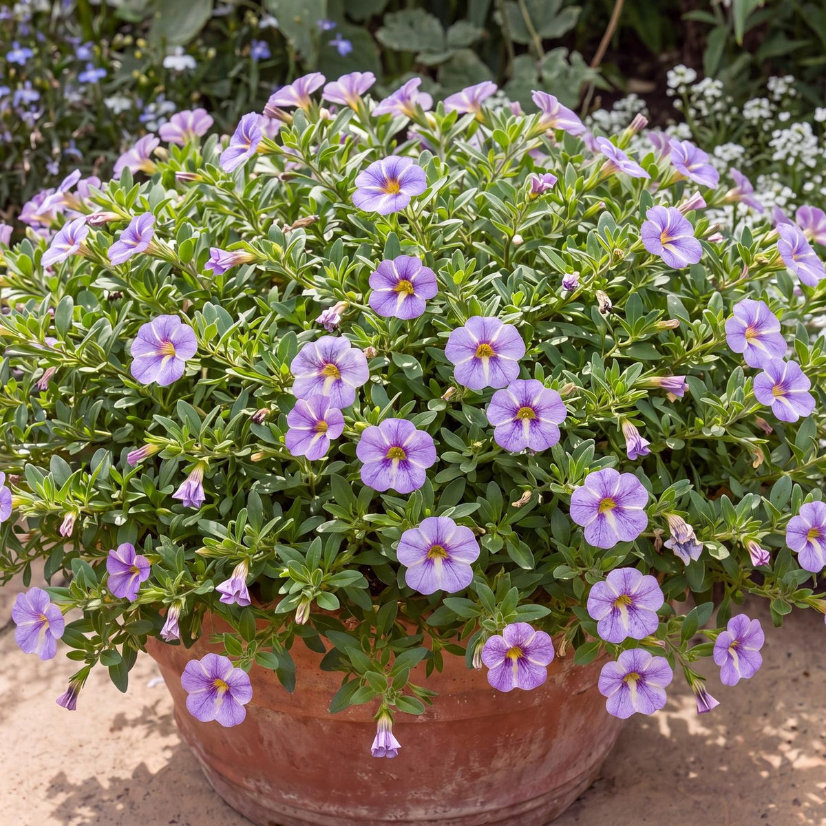 Blue Splash Calipetite Calibrachoa in a 4-inch pot, a compact mound of lavender-blue, white-rayed flowers