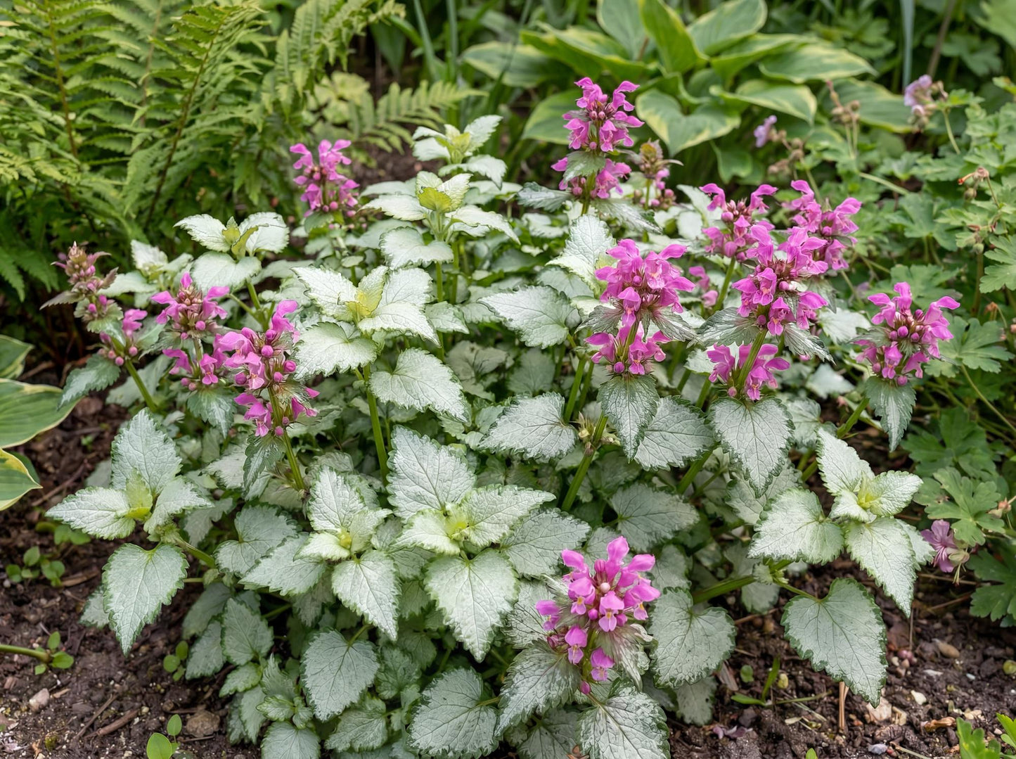 Beacon Silver Lamium