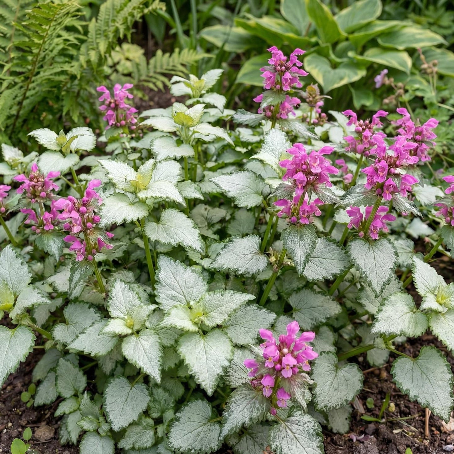 Beacon Silver Lamium