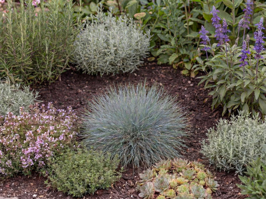 Boulder Blue Fescue
