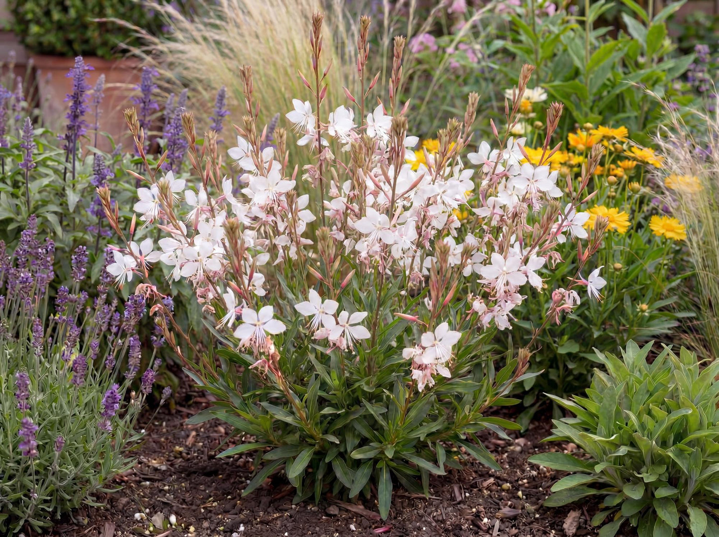 Steffi White Gaura