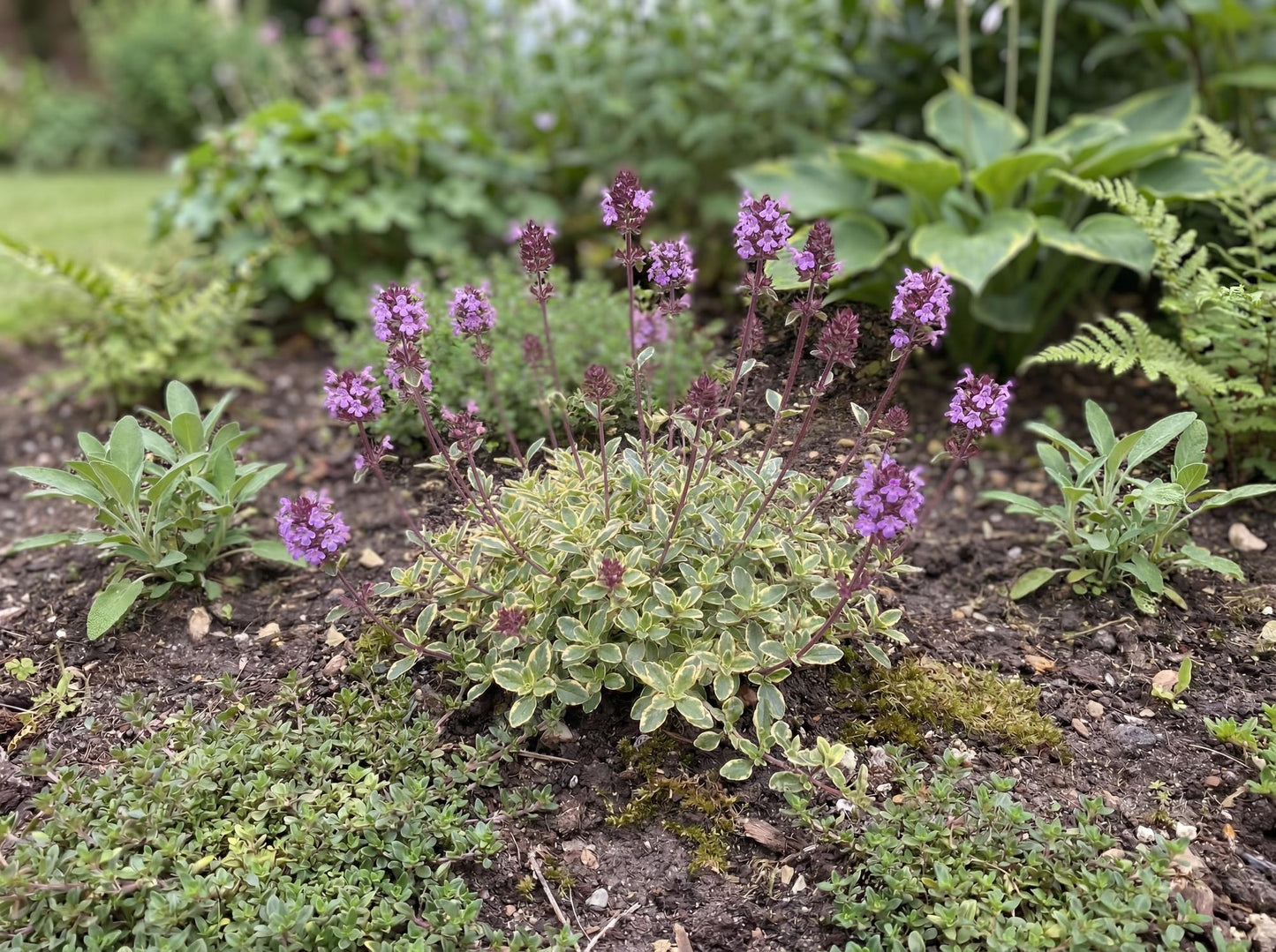 Foxley Broad-Leaf Thyme