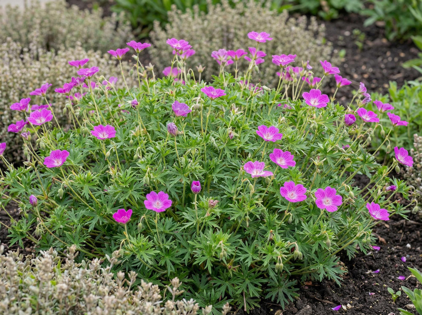 Sanguineum Bloody Geranium