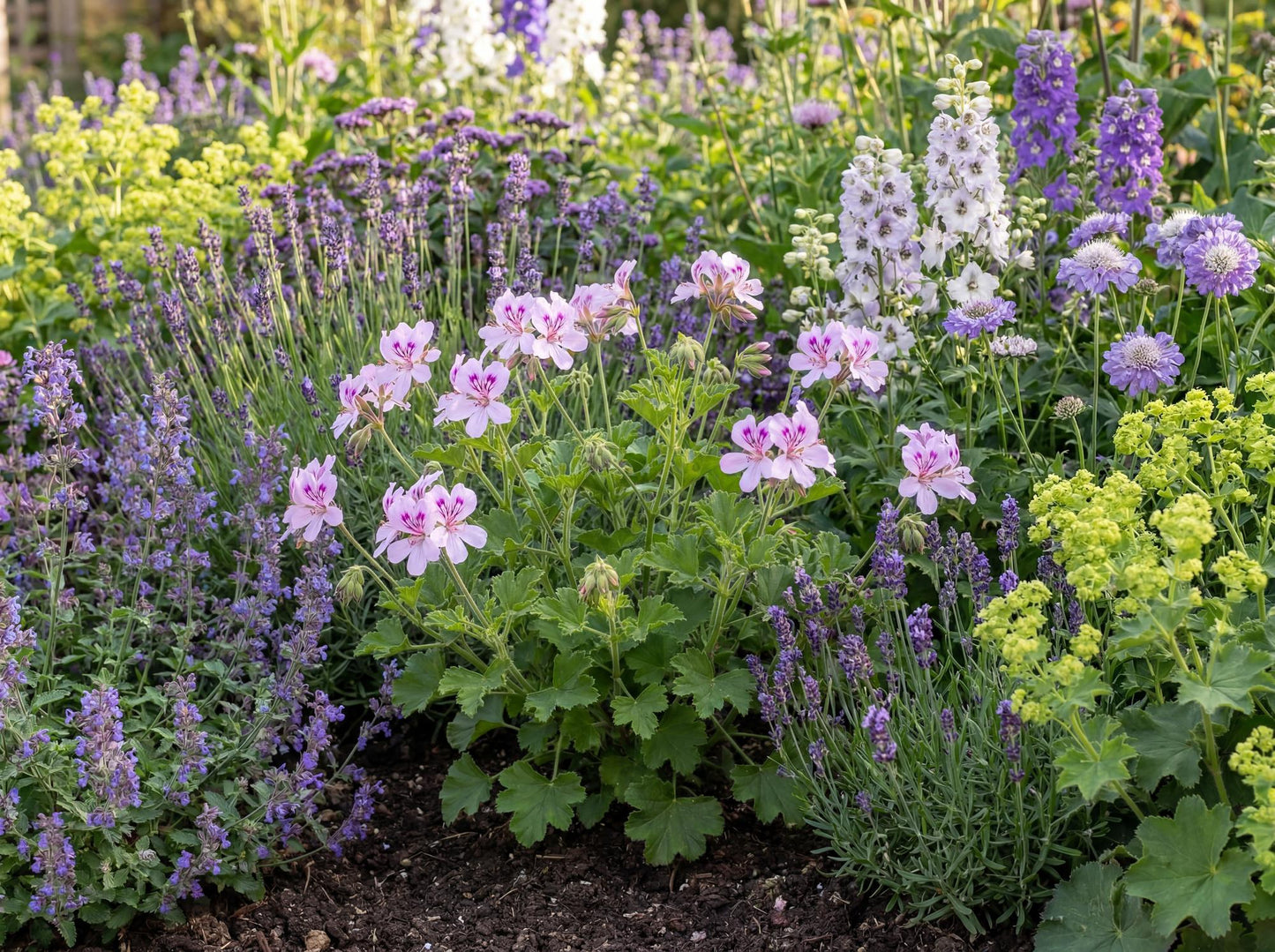 Ginger Geranium Torento