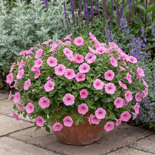 Durabloom Royal Pink Petunia