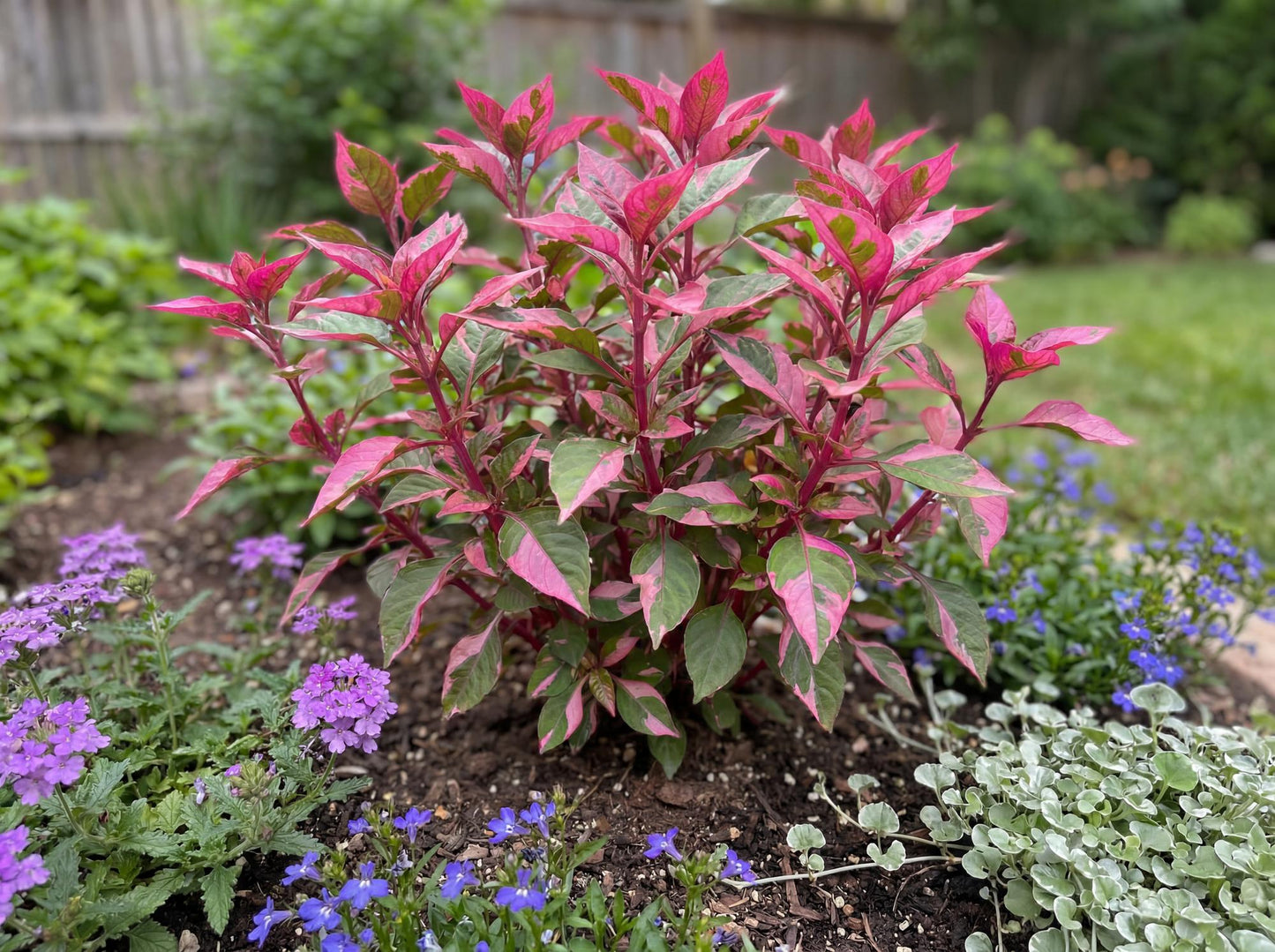 Partytime Alternanthera