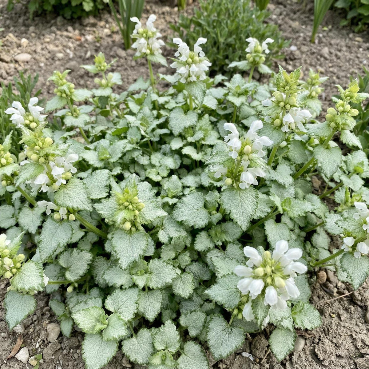 White Nancy Lamium