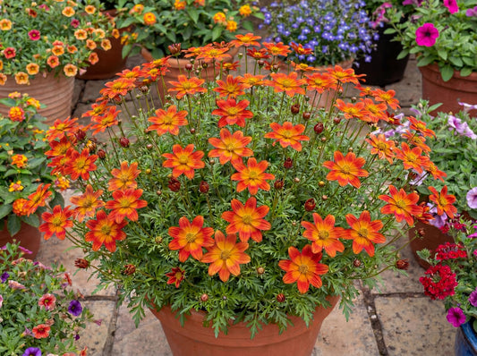 Blazing Ring Of Fire Bidens