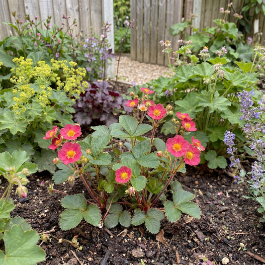 Lipstick Ornamental Strawberry