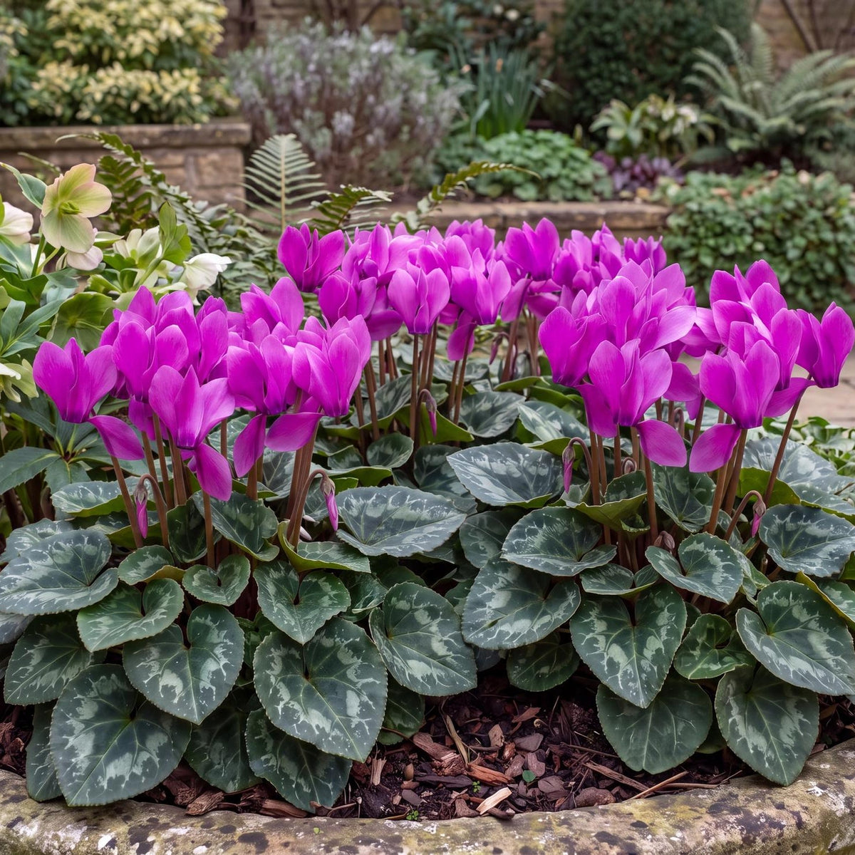 Latinia Success Light Purple Cyclamen