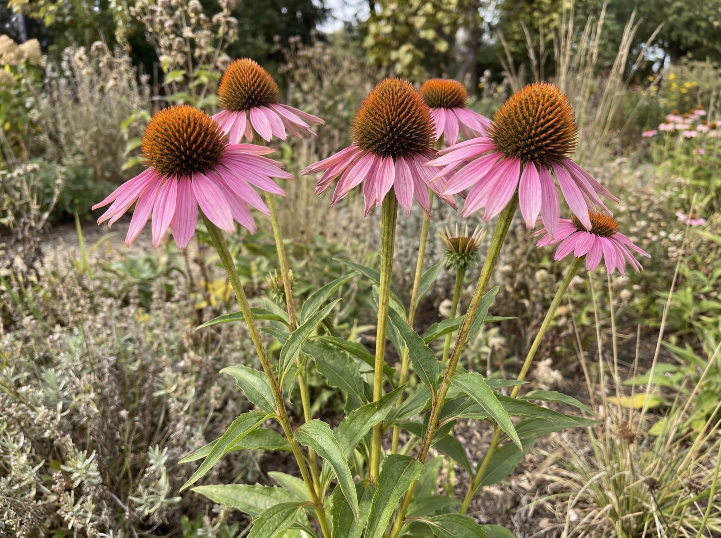 Purple Coneflower