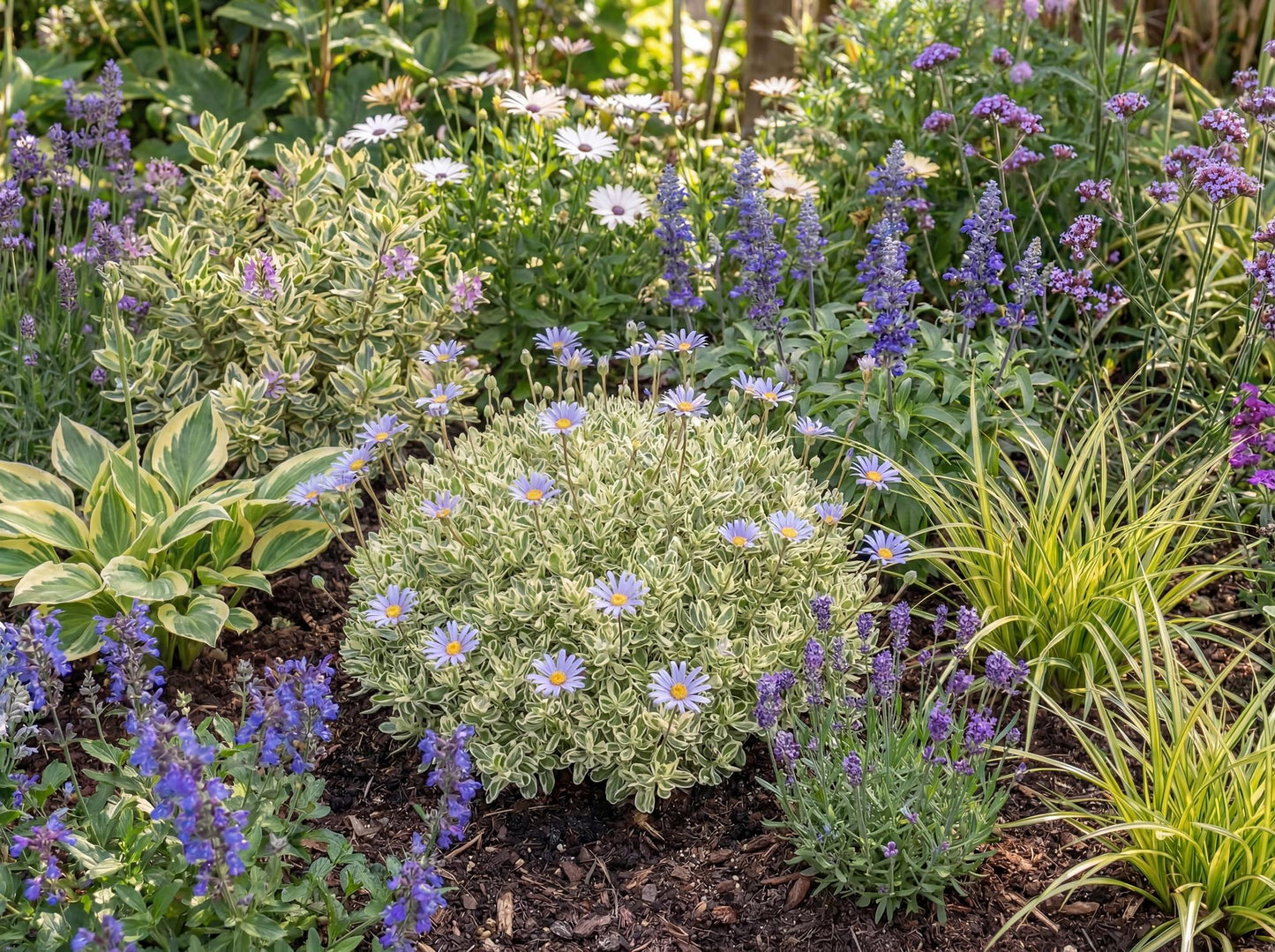 Variegata Blue Daisy Bush