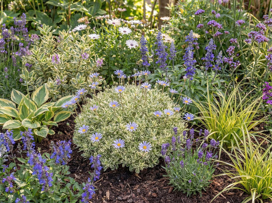 Variegata Blue Daisy Bush