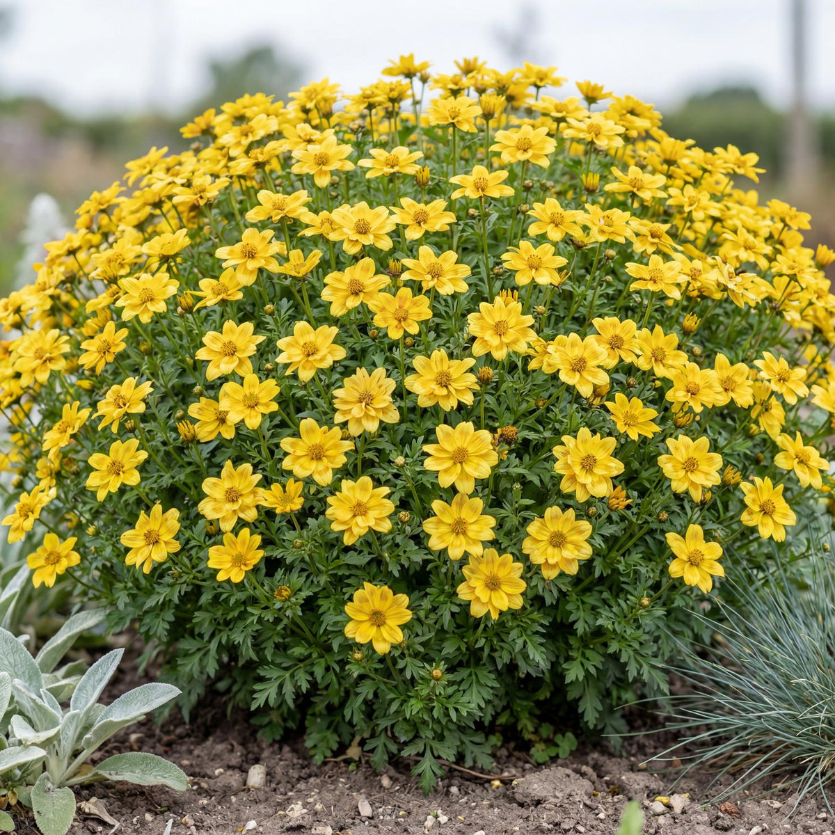 Smile Yellow Bidens, a compact mounding plant with green stems, spreading 18 to 24 inches for baskets and pots