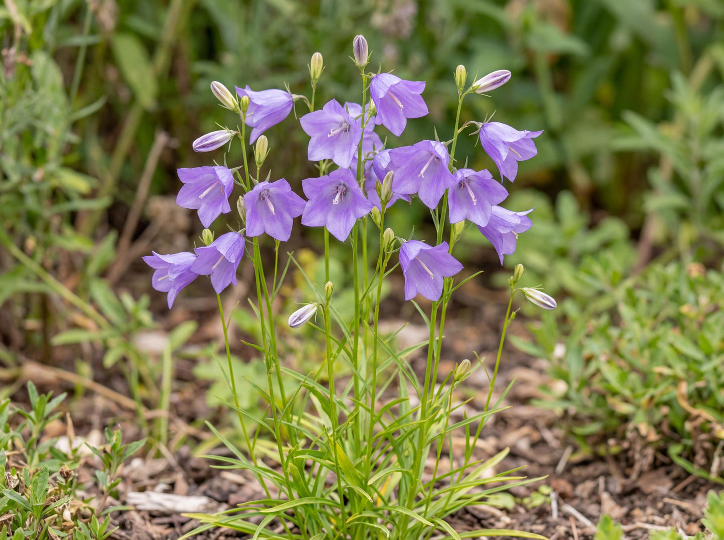 Rotundifolia Campanula