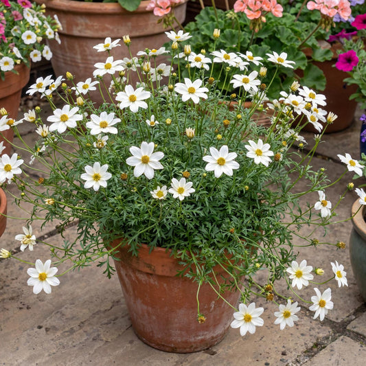 White Delight Bidens