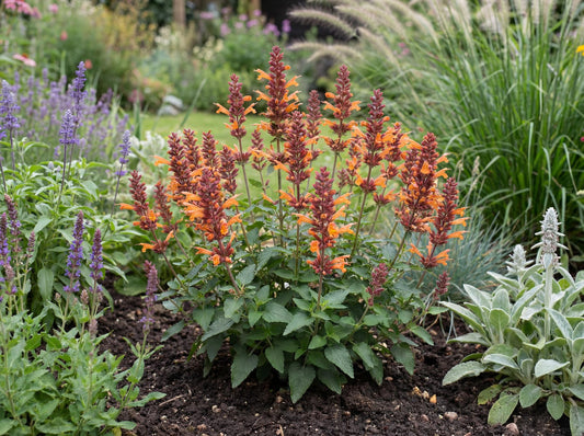 Honeysticks Ember Agastache