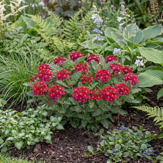 Cherry Empress Sun Verbena
