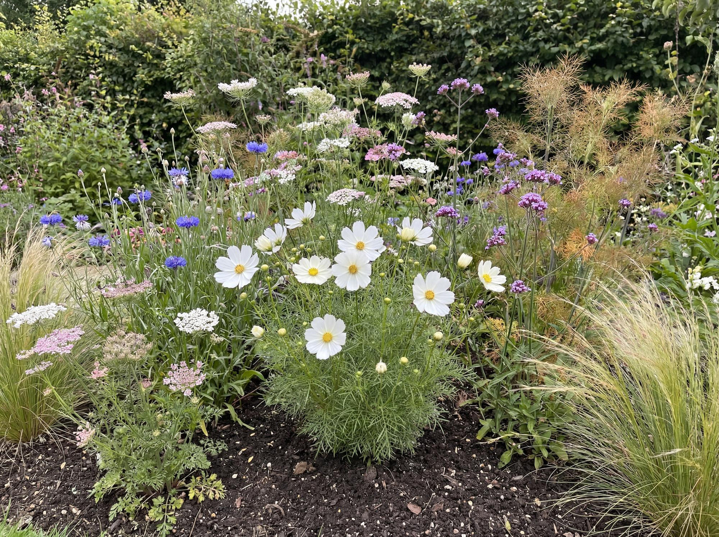 Casanova White Cosmos