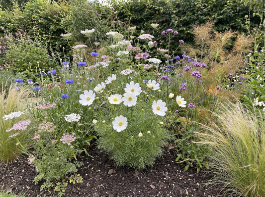 Casanova White Cosmos