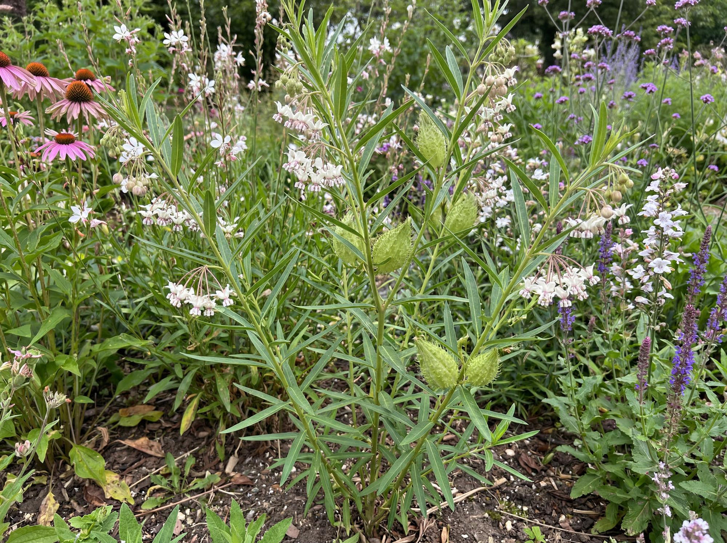 Mini Swan Milkweed