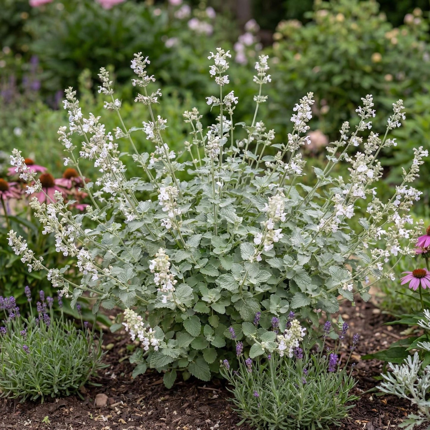 Serene Frost Variegated Catmint