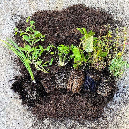 Edible Seedling Subscription