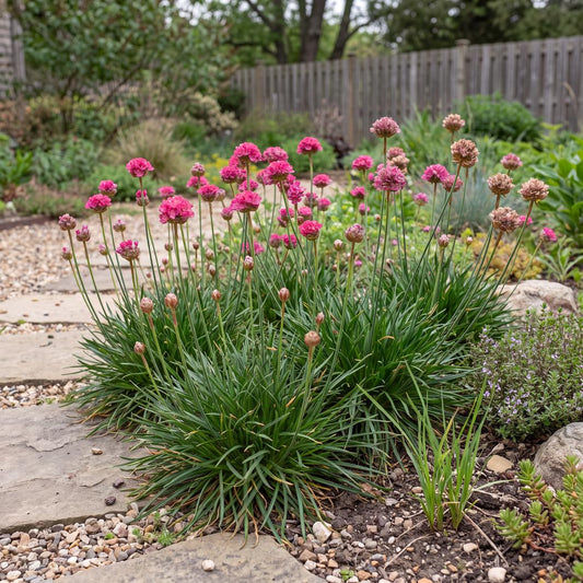 Splendens Sea Thrift Armeria