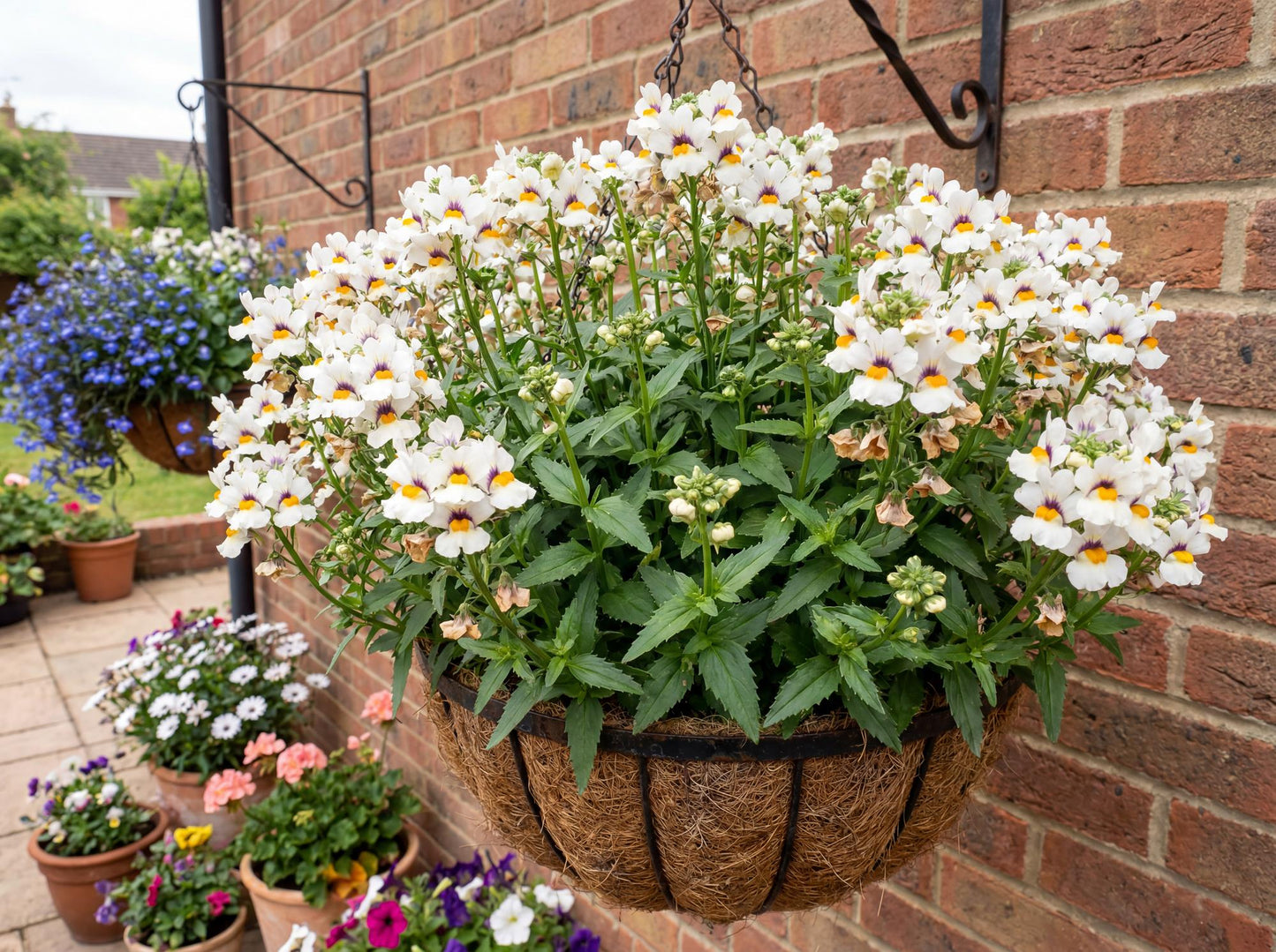 Babycake Little Coconut Nemesia