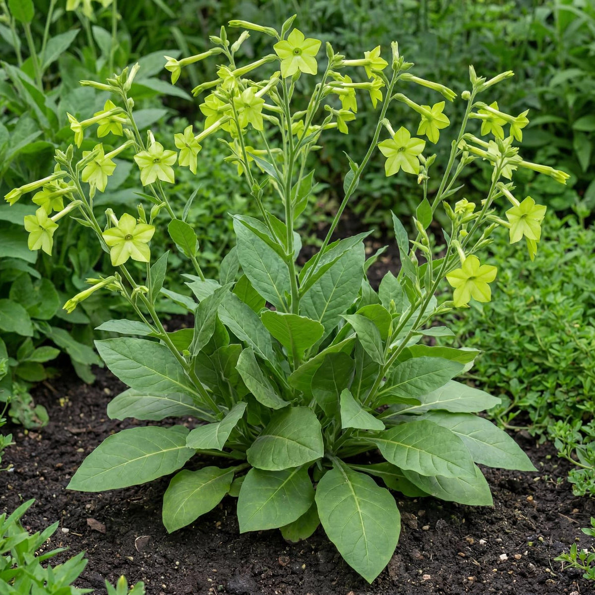 Perfume Lime Flowering Tobacco