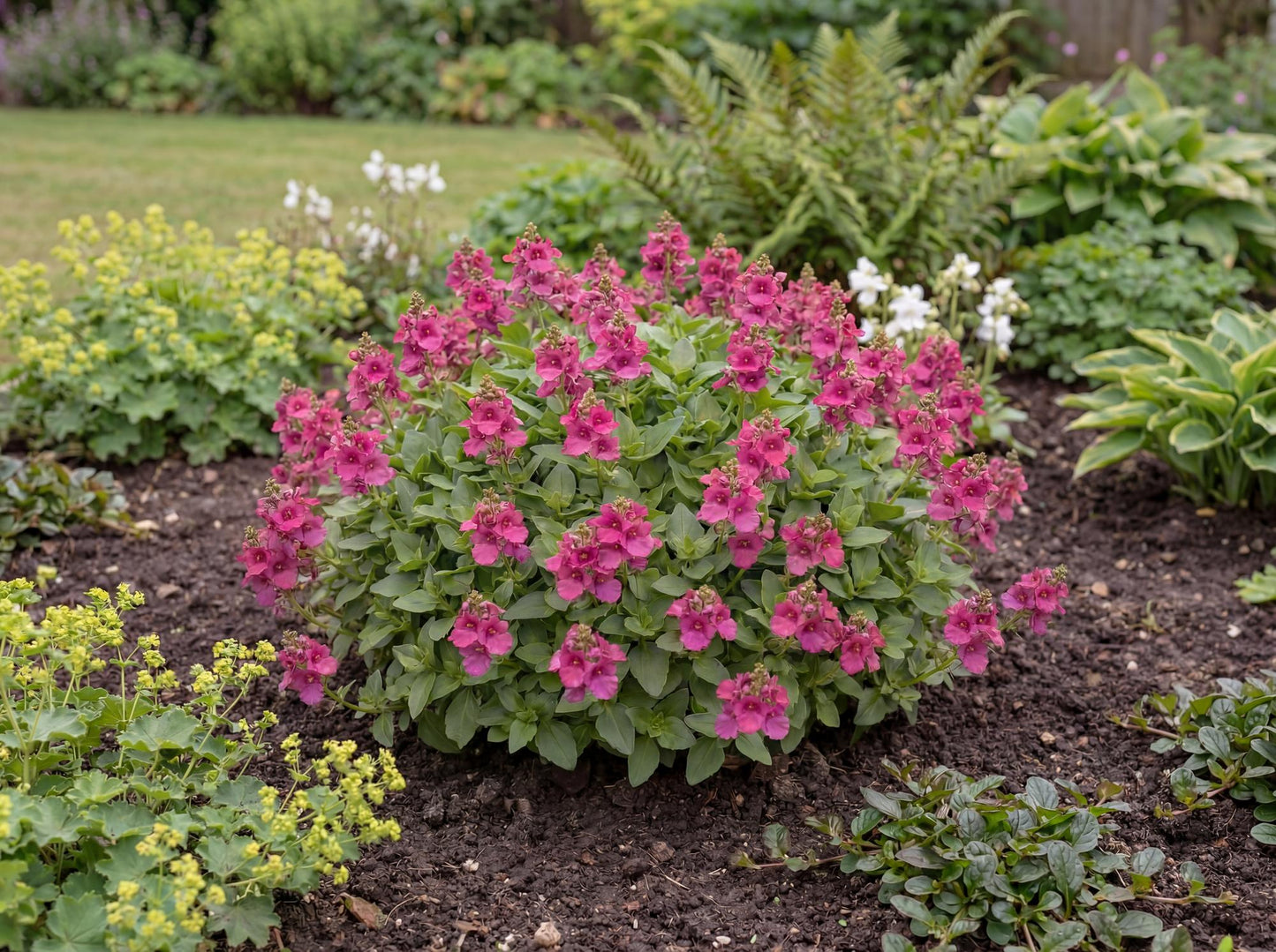 Dark Pink Towers of Flowers Diascia