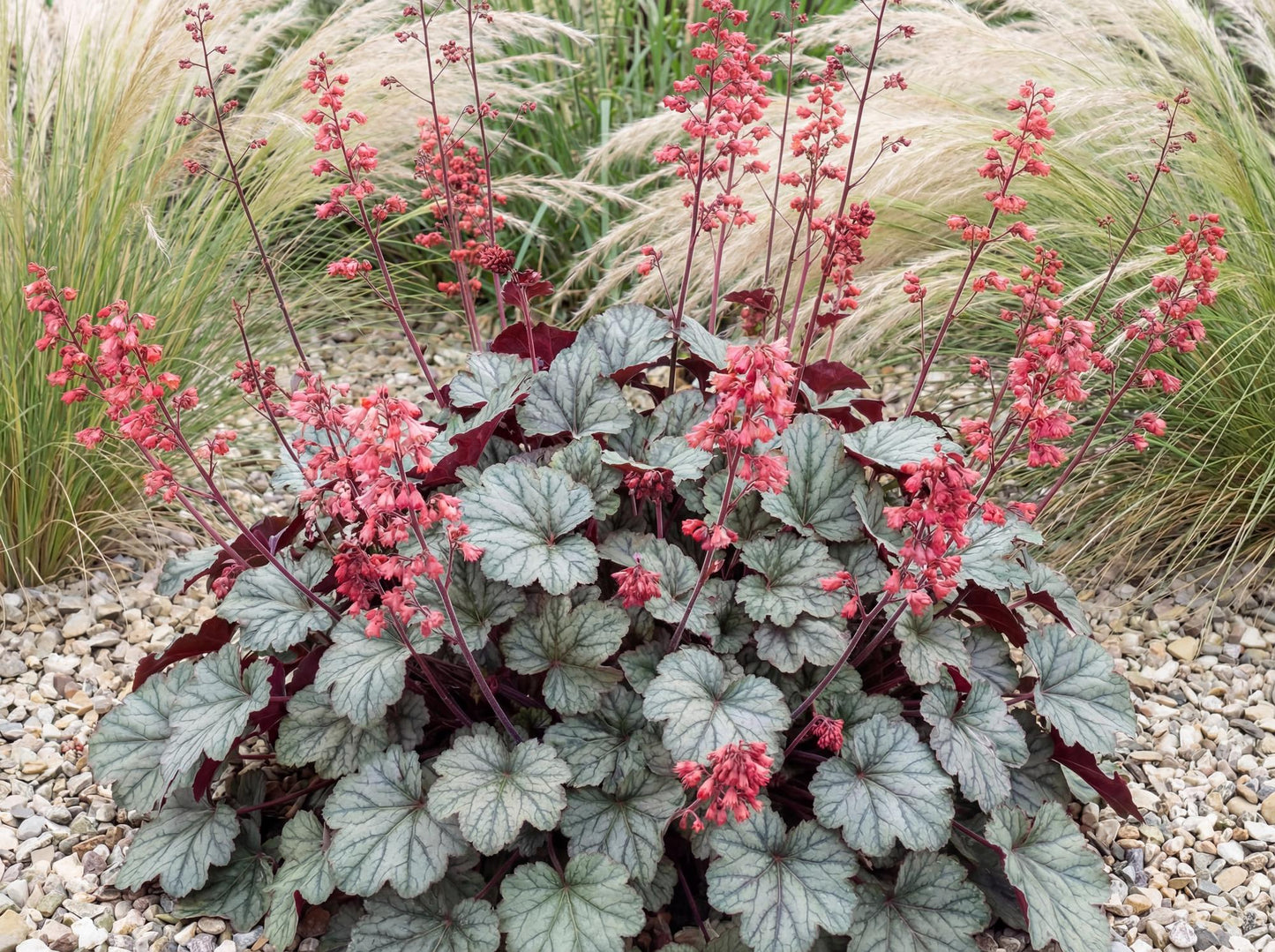 Paris Heuchera