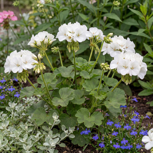 Calliope Large White Geranium
