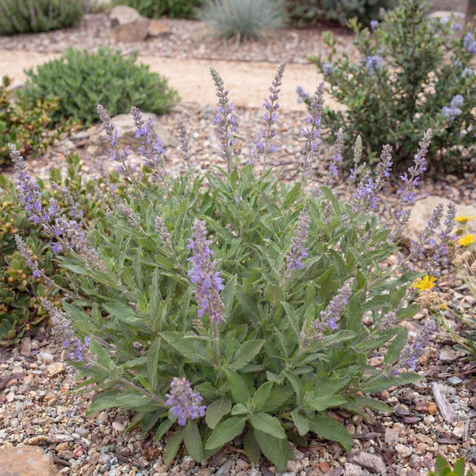 Mrs. Beard California Sage