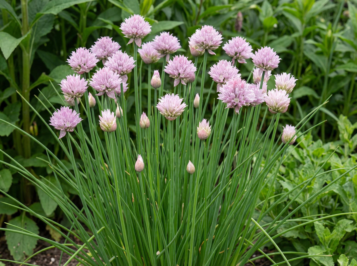 Chives 4"